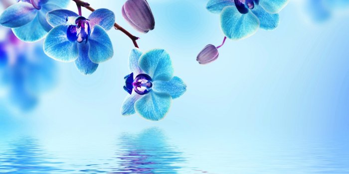 2560x1600 4k Blue Flowers Wallpapers