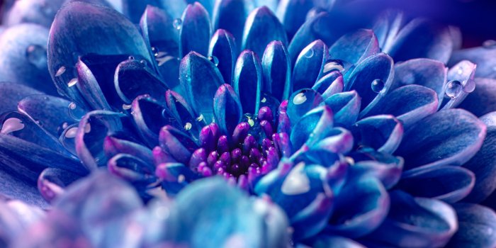 2048x1536 Blue flower Wallpaper 4K, Macro, Vivid, Closeup Photography