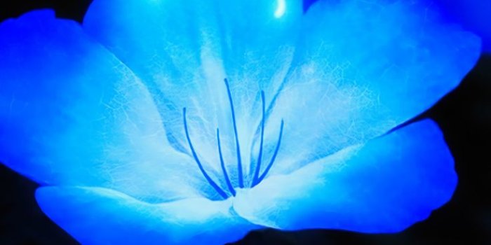 736x1592 Flower, Blue, Plant, Azure Wallpaper in 2023 | Glowing flowers, Beautiful flowers  wallpapers, Blue flower wallpaper