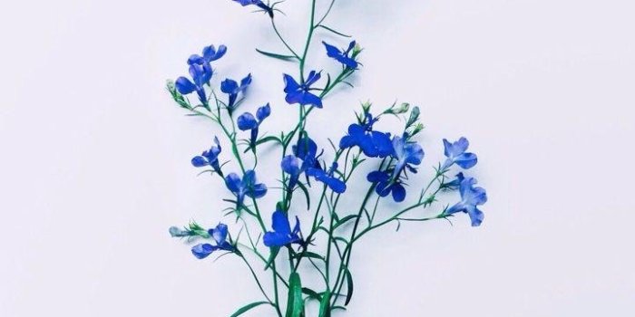 720x1280 Blue aesthetic flowers Wallpapers Download | MobCup