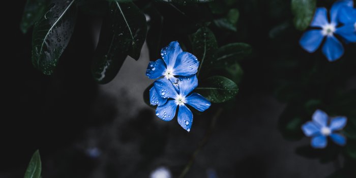 3840x2160 Wallpaper Blue Flower, Forget-Me-Not, 4K, 5K, Nature #18567