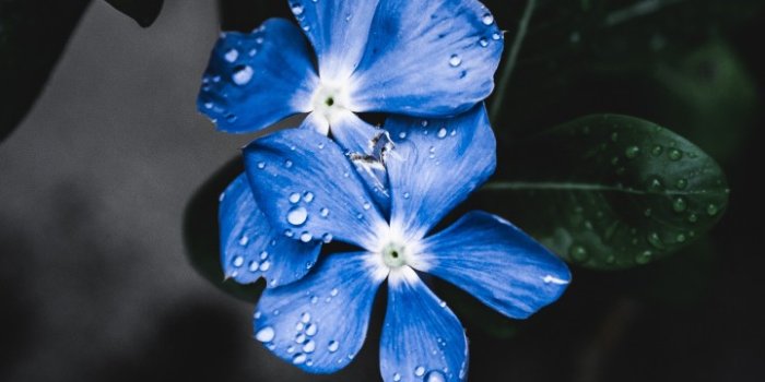 720x1280 Wallpaper Blue Flower, Forget-Me-Not, 4K, 5K, Nature #18567