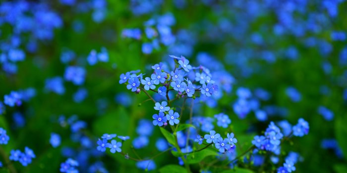 6000x4000 90+ 4K Blue Flower Wallpapers | Background Images
