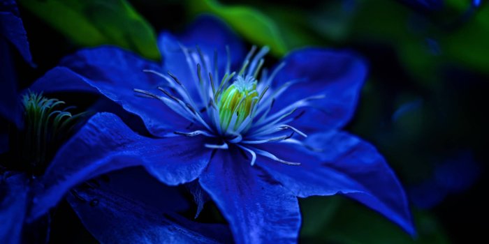 1920x1277 100+] Blue Flower Wallpapers | Wallpapers.com