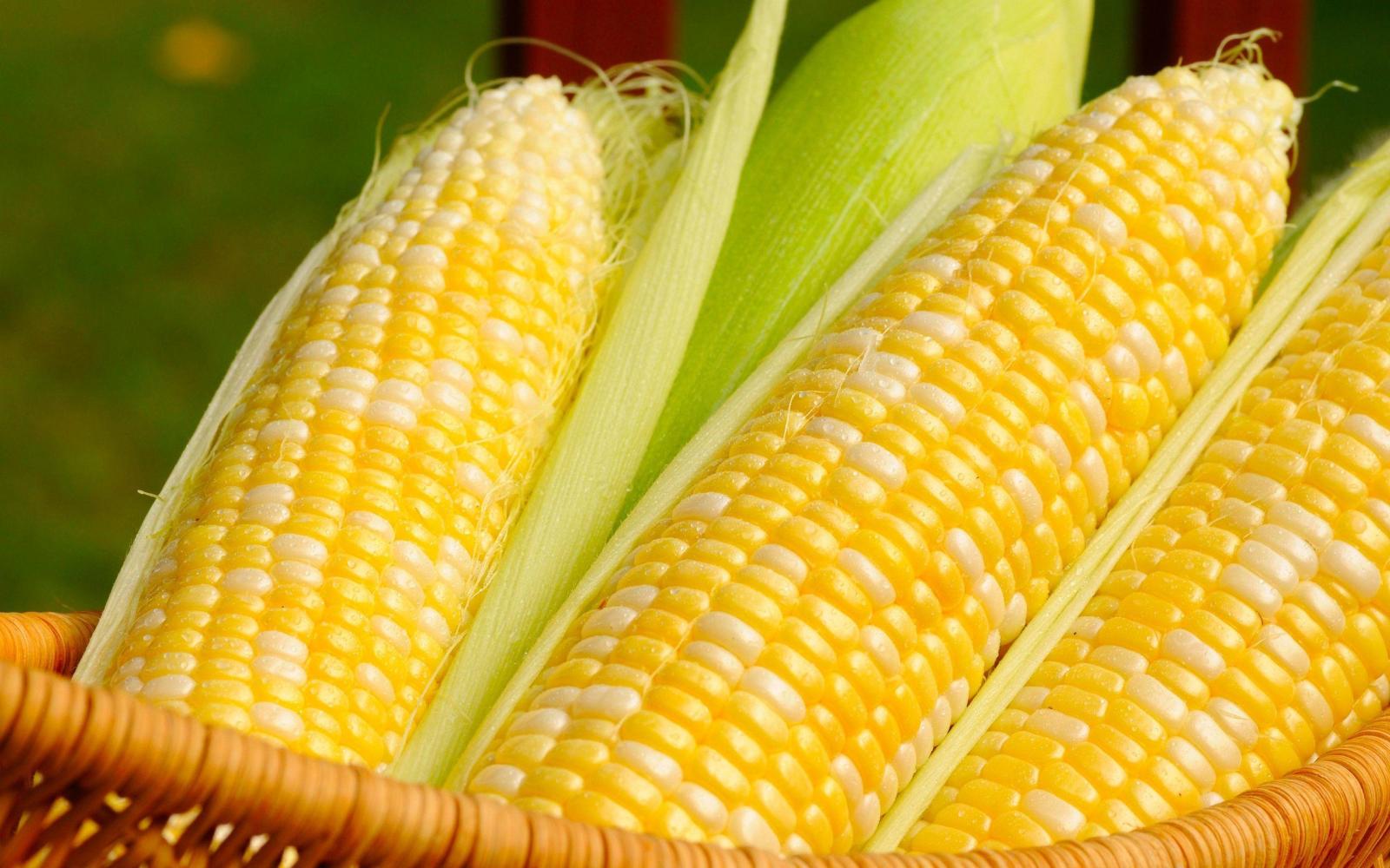 2560x1600 Corn Wallpapers
