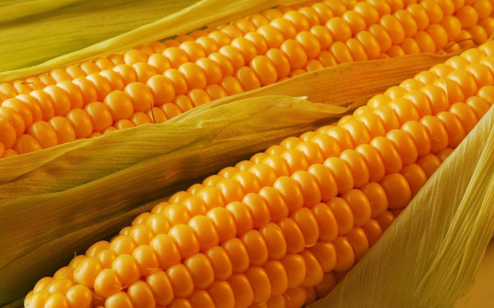 1920x1200 100+] Corn Wallpapers | Wallpapers.com