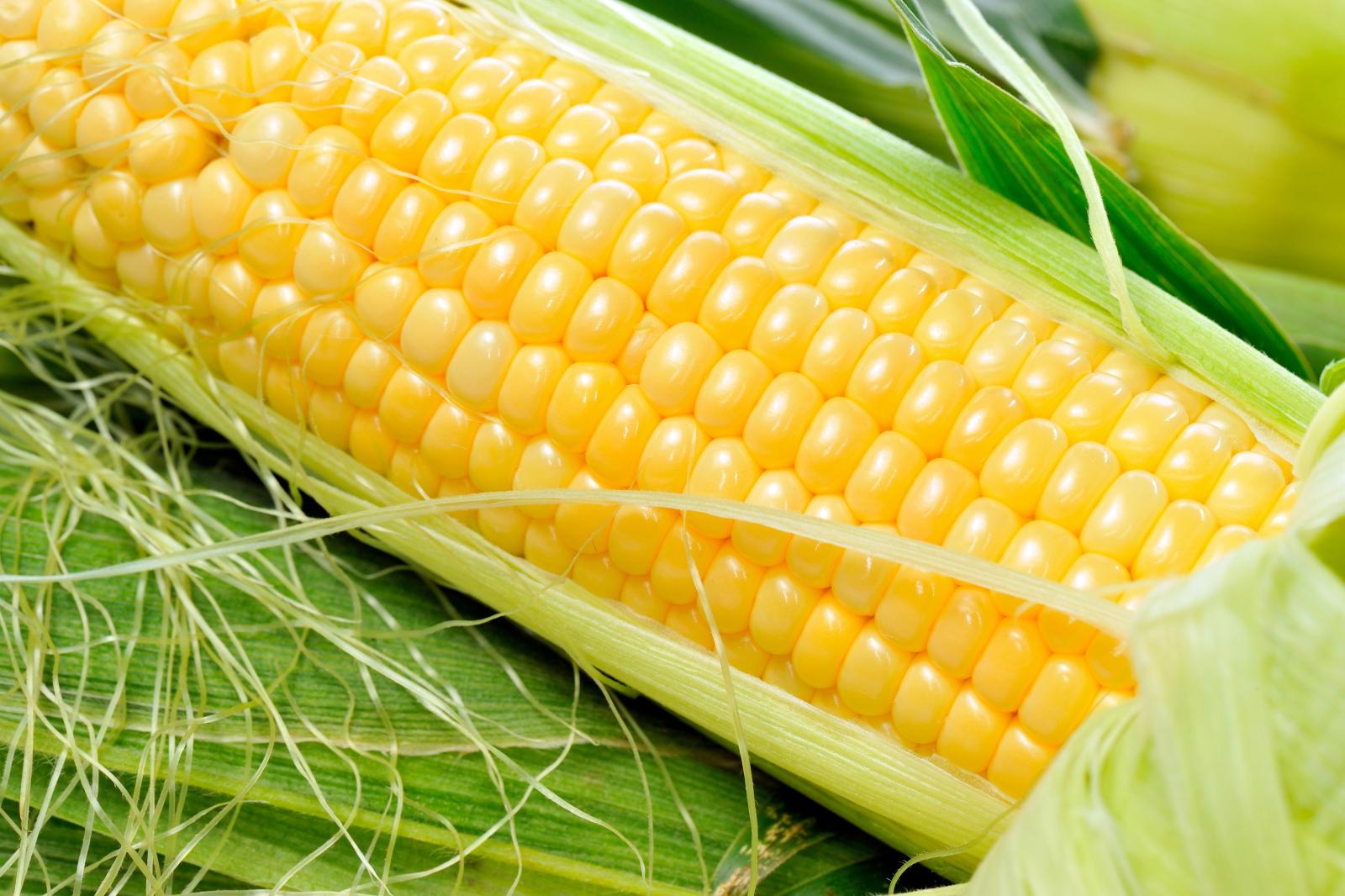 6000x4000 10+ 4K Corn Wallpapers | Background Images