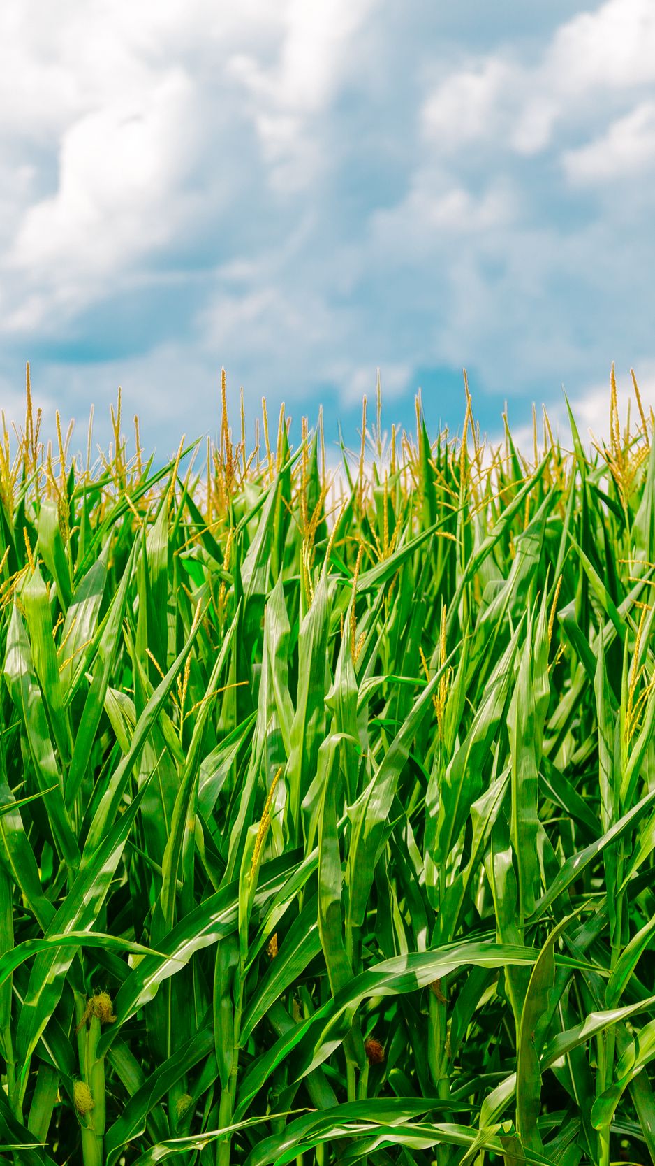 938x1668 Download wallpaper 938x1668 corn, field, summer, farm iphone 8/7/6s/6 for  parallax hd background