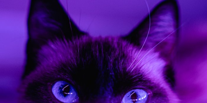 1000x1250 Purple Wallpapers: Free HD Download [500+ HQ] | Unsplash