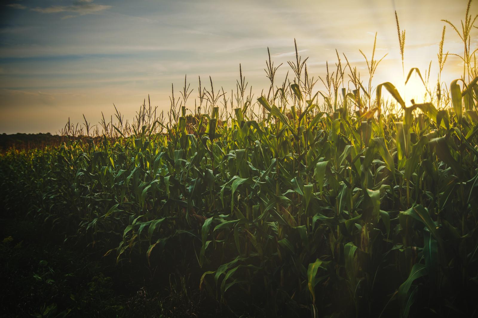 6000x4000 1,000+ Best Corn Photos · 100% Free Download · Pexels Stock Photos