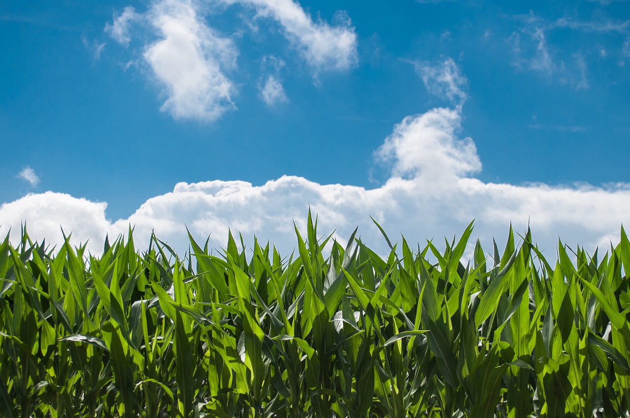 1280x850 300+ Free Maize & Corn Images - Pixabay