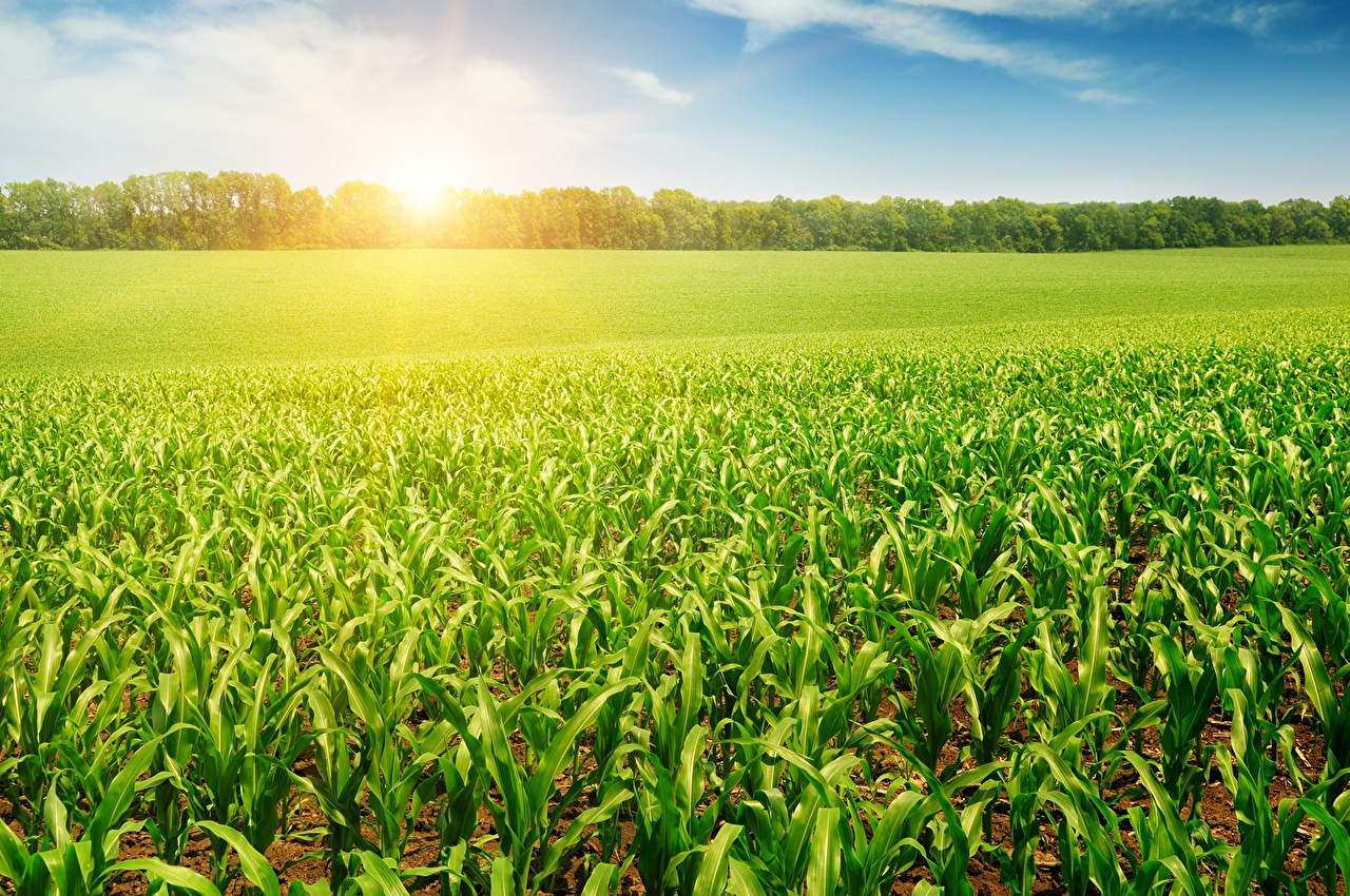 1280x850 Image Corn Nature Fields