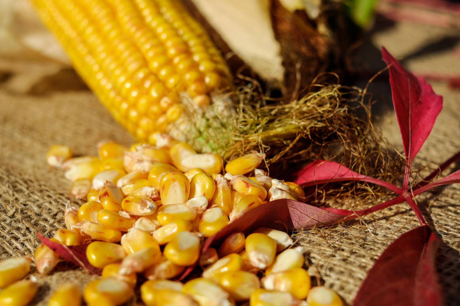 4896x3264 1,000+ Best Corn Photos · 100% Free Download · Pexels Stock Photos