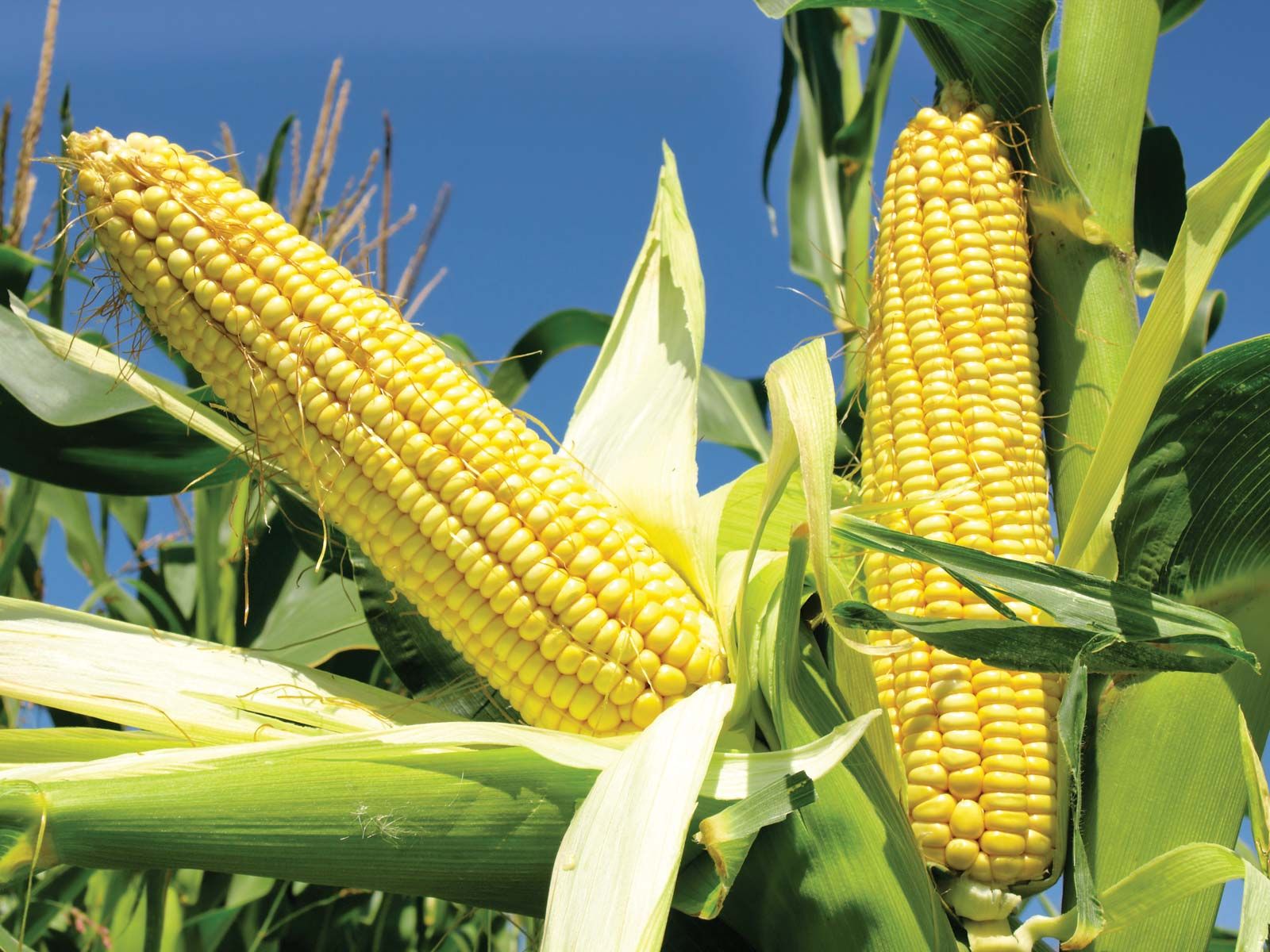 1600x1200 Corn | History, Cultivation, Uses, & Description | Britannica