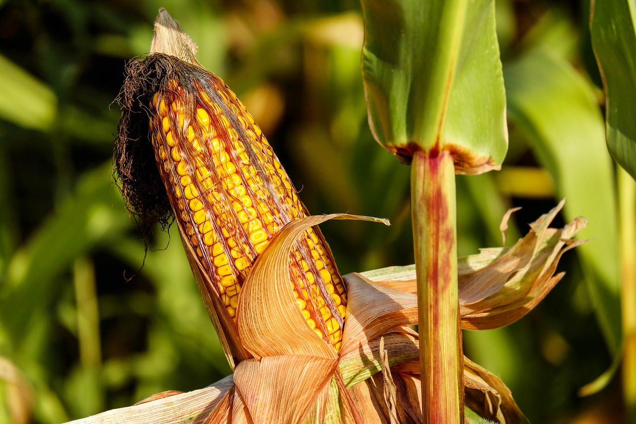 1280x853 400+ Free Corn On The Cob & Corn Images - Pixabay