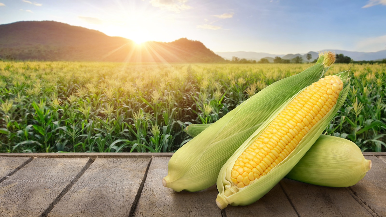 1600x900 How Much Corn Is Really On Each Cob?