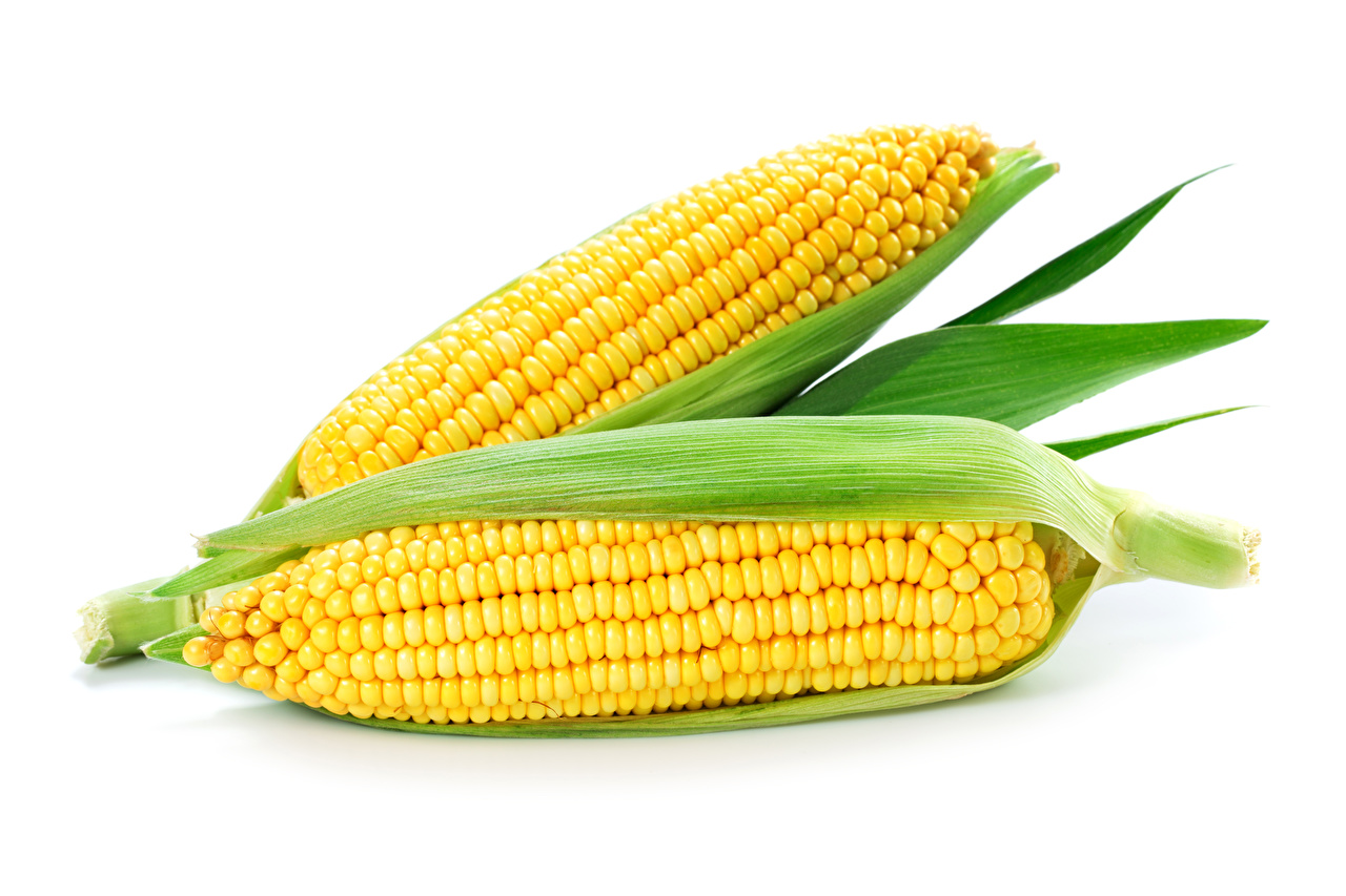 1280x853 Photos 2 Corn Food Vegetables White background