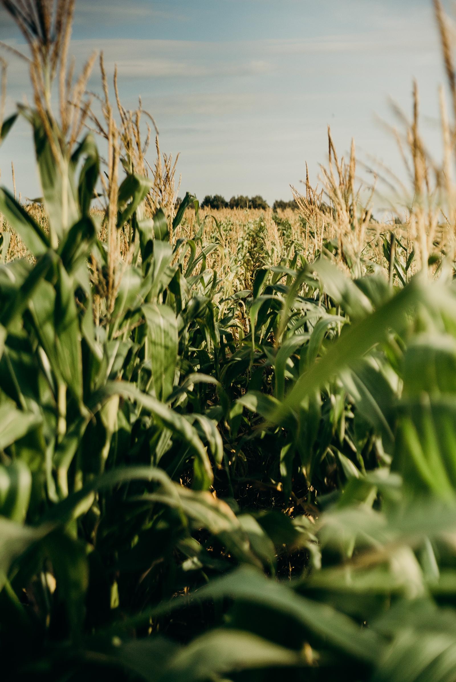 2800x4192 Corn Field Photos, Download The BEST Free Corn Field Stock Photos & HD  Images
