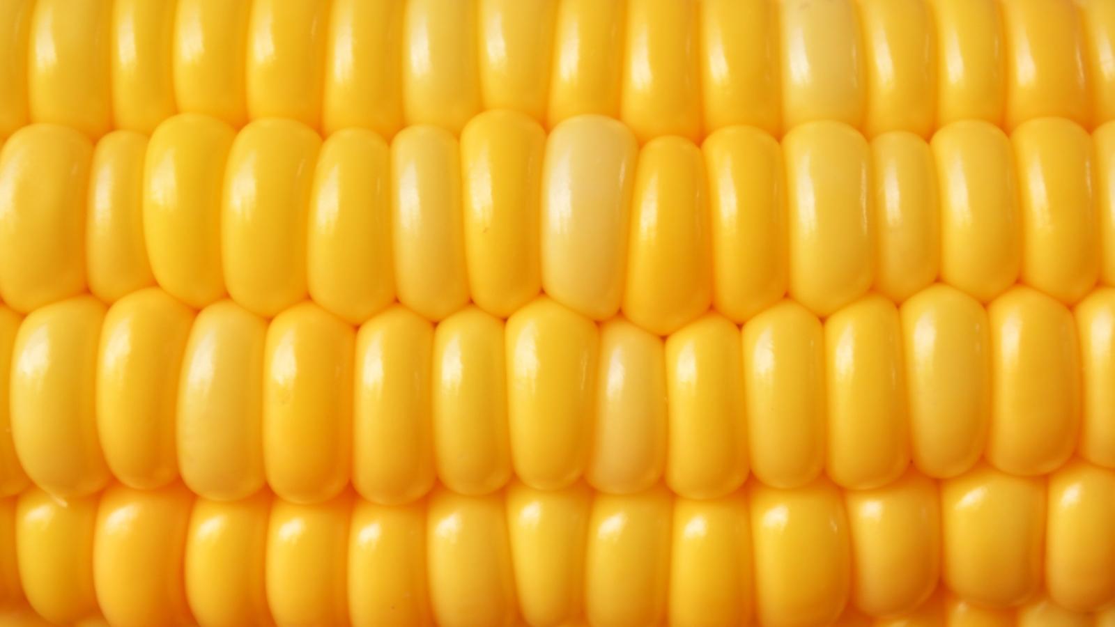 2560x1440 TikTok Sensation Tariq the Corn Kid Named the “Corn-bassador” of South  Dakota | Teen Vogue