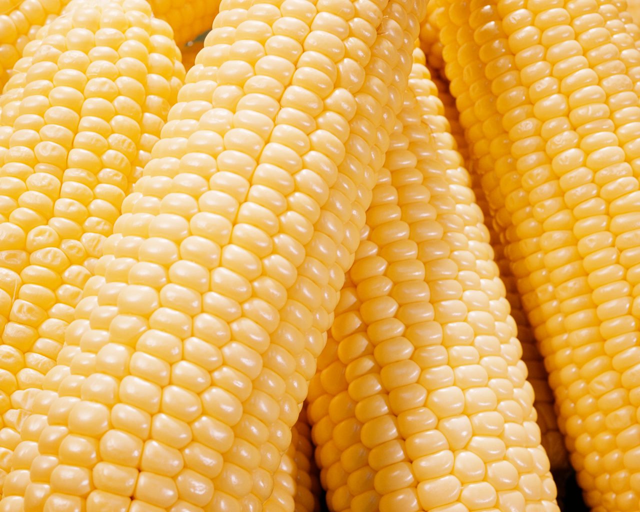 1280x1024 Why Our Summer Corn Is Ever Sweeter - WSJ