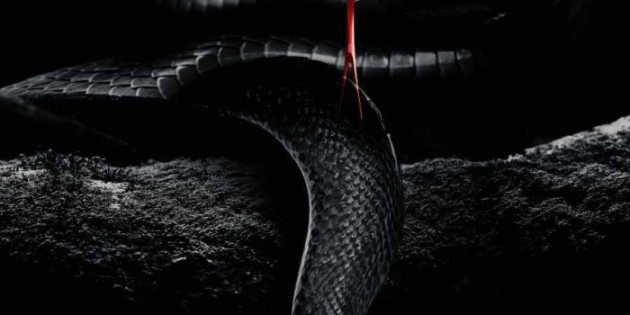 900x1600 Download Digitally Enhanced Black Mamba Snake Wallpaper | Wallpapers.com