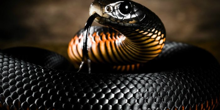 1920x1080 Black Mamba HD Wallpapers und Hintergründe