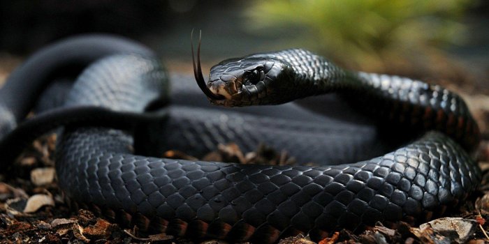 1920x1080 Black Mamba Wallpapers
