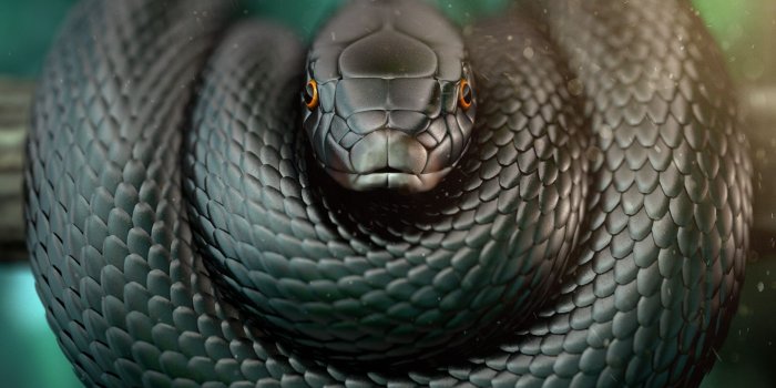 1920x1440 Black Mamba And King Cobra Wallpapers