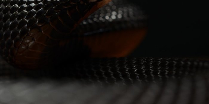 1324x2000 Black Mamba (1324x2000) : r/iWallpaper