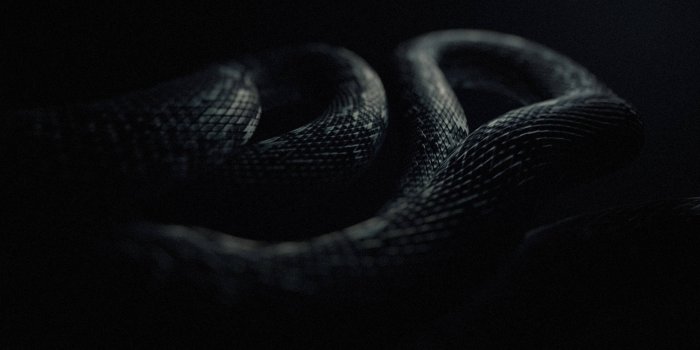 1920x1080 Download The Majestic Black Mamba Snake Wallpaper | Wallpapers.com