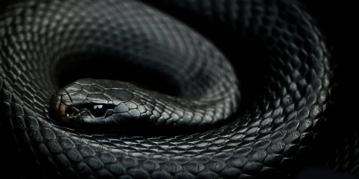 1920x1080 Download Lustrous Midnight Black Mamba Snake Wallpaper | Wallpapers.com