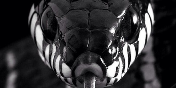 1080x1920 Black Mamba Snake 3D Android Full HD Wallpapers