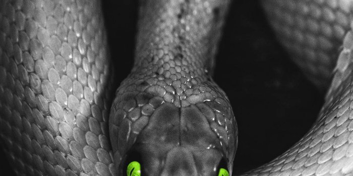 1080x1920 Download Black Mamba Snake Green Eyes Wallpaper | Wallpapers.com