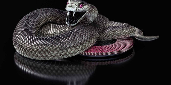 1920x1280 Download Purple Eyes Black Mamba Snake Wallpaper | Wallpapers.com