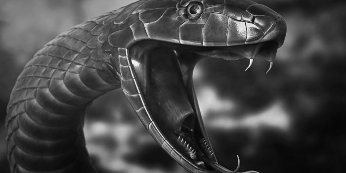 1920x1080 Black Mamba Desktop Wallpapers - Top Free Black Mamba Desktop Backgrounds -  WallpaperAccess