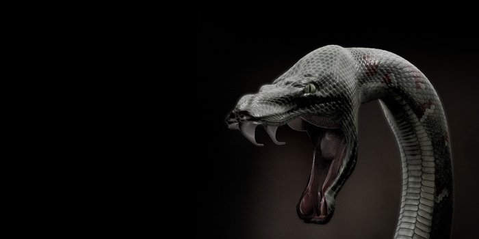 1200x900 Free download Black Mamba Snake Pictures Best Wallpapers FanDownload Free  [1200x900] for your Desktop, Mobile & Tablet | Explore 45+ Black Mamba  Wallpapers | Black Backgrounds, Wallpapers Black, Black on Black Wallpaper