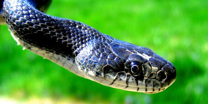 1600x1200 Black Mamba Desktop Wallpaper
