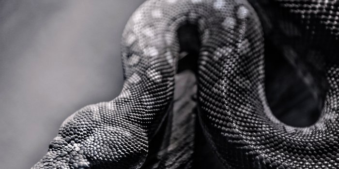 2560x2048 2560x2048 / 2560x2048 black mamba windows wallpaper - Coolwallpapers.me!