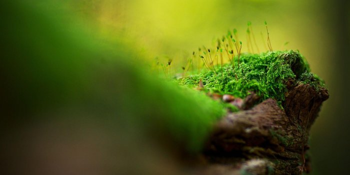 1920x1080 Macro Wallpapers