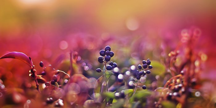 2560x1600 Photography Macro HD Wallpaper