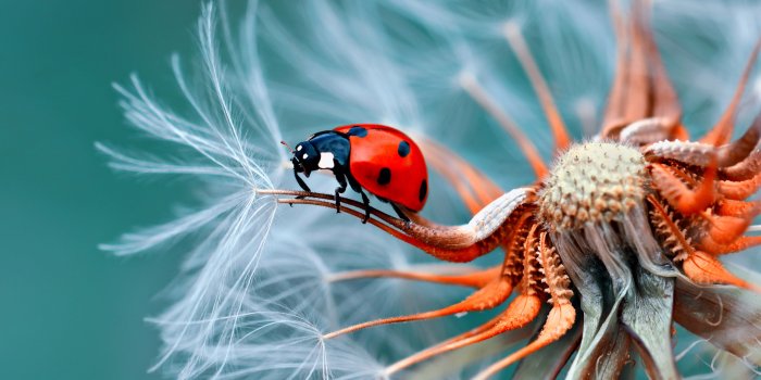 5120x2880 740+ 4K Macro Wallpapers | Background Images