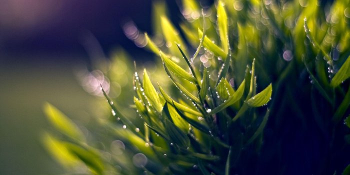 1920x1080 Macro Nature Wallpapers