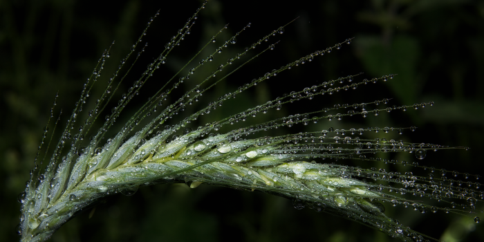 2560x1441 220+ Macro HD Wallpapers and Backgrounds