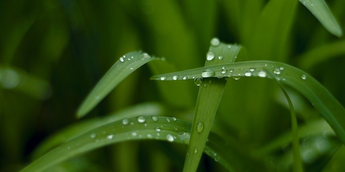 2560x1440 Wallpaper Grass, HD, 4k wallpaper, macro, drops, green, Nature #5483