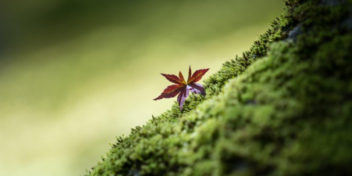 3840x2160 Macro HD Wallpapers