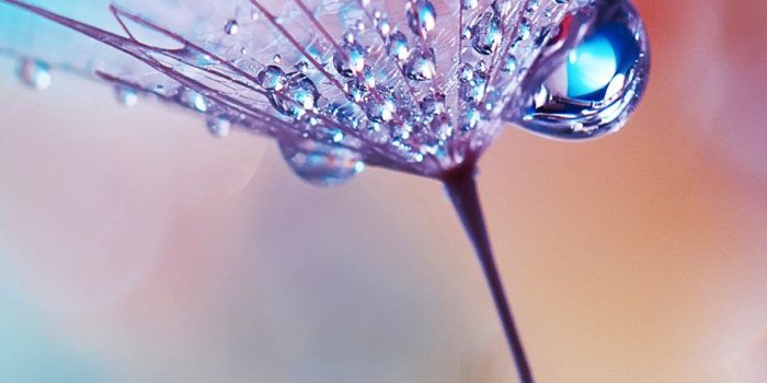 950x1689 Dew Drops Flower Bokeh Macro Mobile Wallpaper | Flower bokeh, Bokeh  wallpaper, Hd flower wallpaper