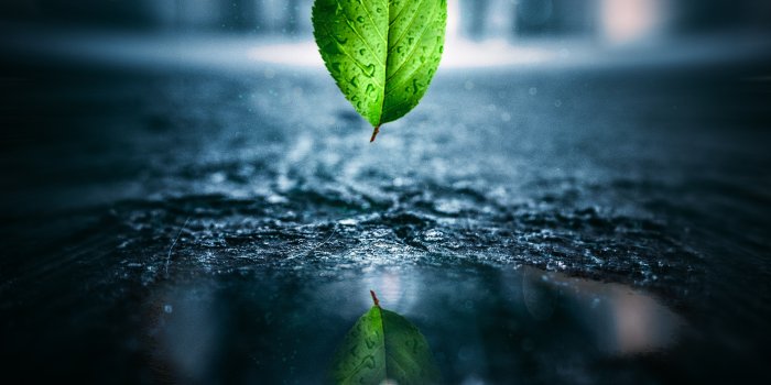 2269x2964 Free Images : green, leaves, water, nature, leaf, reflection, atmosphere,  macro photography, close up, phenomenon, darkness, still life photography,  computer wallpaper, drop, moisture, stock photography 2269x2964 - - 1422001  - Free stock photos - PxHere