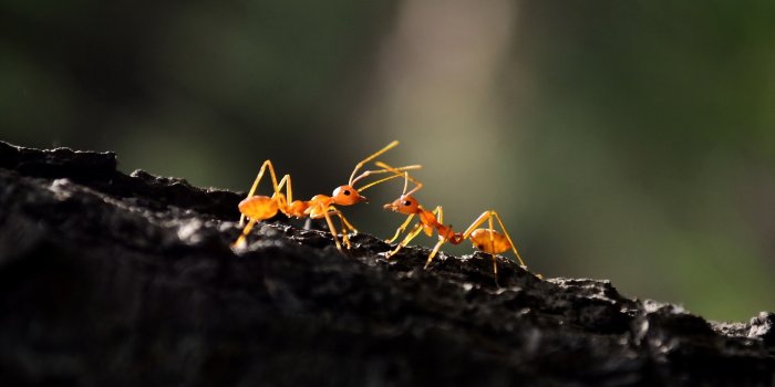 1920x1200 Ant Macro, HD Photography, 4k Wallpapers, Images, Backgrounds, Photos and  Pictures