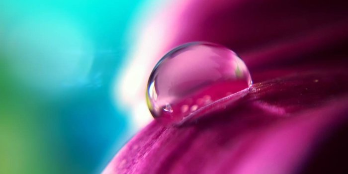 1120x1493 9 Tips For Beautiful Flower Macro Photography On iPhone