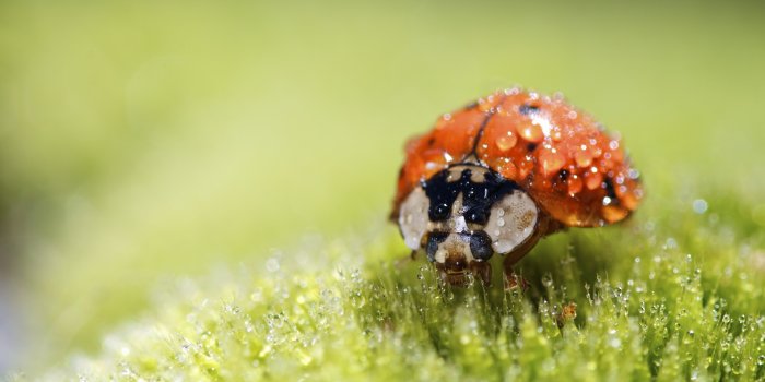 1920x1080 Ladybug Super Macro Ultra HD Desktop Background Wallpaper for 4K UHD TV :  Multi Display, Dual Monitor : Tablet : Smartphone
